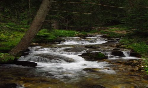 Zdjcie POLSKA / Tatry Zachodnie / Dolina Jarzbcza / Jarzbczy Potok