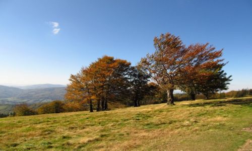 Zdjcie POLSKA / Beskid lski / okolice Batniej / Jesie w Beskidach