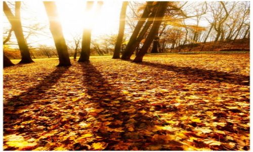Zdjęcie POLSKA / Jura Krakowsko-Częstochowska / Pilica / Autumn Sun