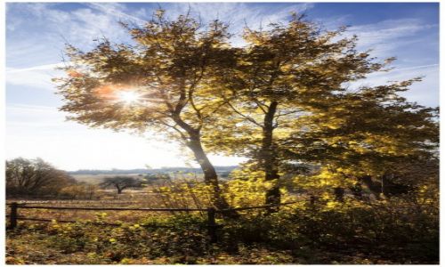 Zdjcie POLSKA / Jura Krakowsko-Czstochowska / Mirw / Autumn Sun II