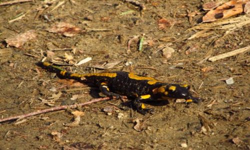 Zdjcie POLSKA / Beskid Sdecki  / Pasmo Radziejowej / Salamandra salamandra - Salamandra plamista