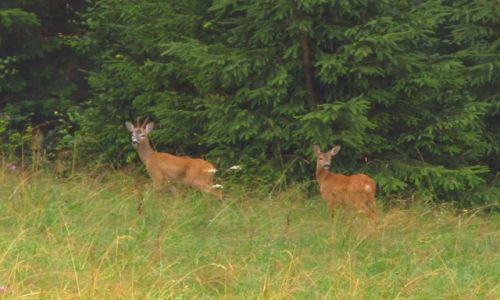 Zdjcie POLSKA / Beskid ywiecki / okolice Korbielowa / Capreolus capreolus - Sarna europejska