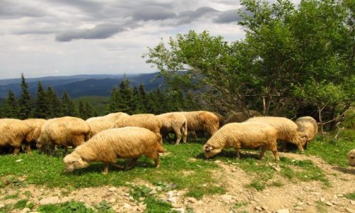 Zdjcie POLSKA / Beskid ywiecki / Hala Miziowa / Owce