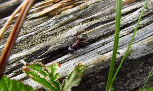 Zdjecie POLSKA / Beskid lski / Malinw / Camponotus ligniperdus - Gmachwka drzewotoczna