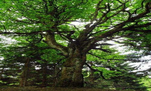 Zdjcie POLSKA / Gry Sowie / Wielka Sowa / Acer pseudoplatanus - Klon jawor