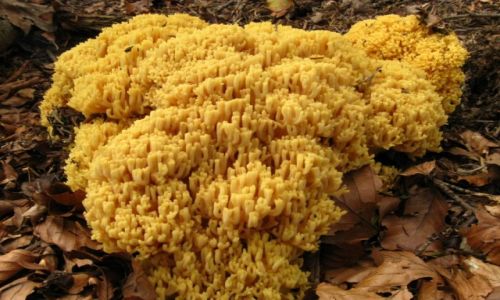 Zdjcie POLSKA / Pieniny / ok. Trzech Koron / Ramaria aurea - Koralwka zocista