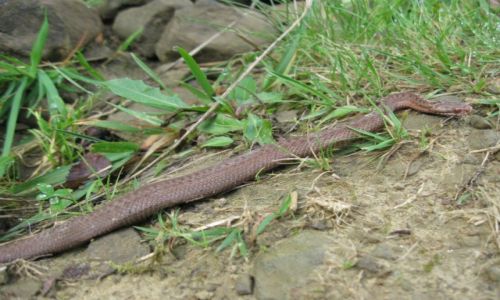 Zdjecie POLSKA / Beskid ywiecki / Sl / Vipera berus - mija zygzakowata