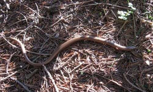 Zdjcie POLSKA / Beskid ywiecki / Rajcza / Anguis fragilis - Padalec zwyczajny