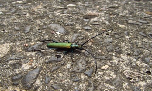 Zdjcie POLSKA / Bieszczady / okolice Cisnej / Aromia moschata - Wonnica pimwka