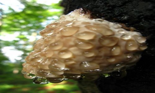 Zdjcie POLSKA / Bieszczady / okolice Cisnej / Skpana  hubka