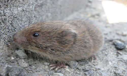 Zdjcie POLSKA / Beskid ywiecki / Zawoja / Myodes glareolus - Nornica ruda