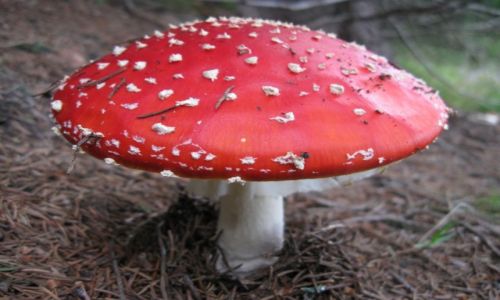 Zdjcie POLSKA / Beskid ywiecki / okolice Hali miziowej / Amanita muscaria - Muchomor czerwony