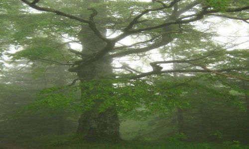 Zdjcie POLSKA / Beskid ywiecki / okolice Hali miziowej / Starzec we mgle