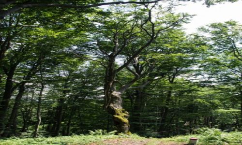 Zdjcie POLSKA / Beskid Niski / Ropki / W Beskidzie Niskim