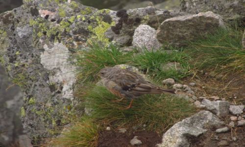 Zdjcie POLSKA / Tatry Wysokie / Kocielec / Prunella collaris - Pochacz halny