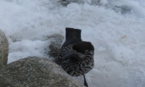Zdjcie POLSKA / Tatry Wysokie / Morskie Oko / Nucifraga caryocatactes - Orzechwka zwyczajna