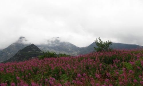 Zdjcie POLSKA / Tatry Wysokie / Hala Gsienicowa / Kwitnce Tatry