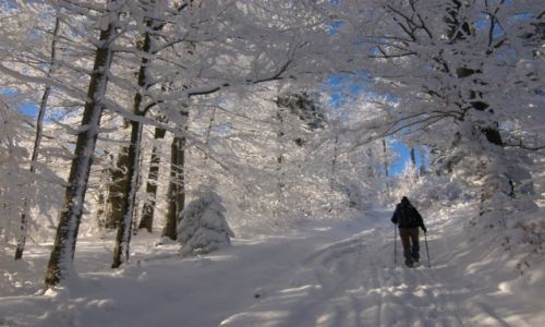 Zdjecie POLSKA / okolicy Hali Gibasy / okolicy Hali Gibasy / Zima w Beskidzie Maym