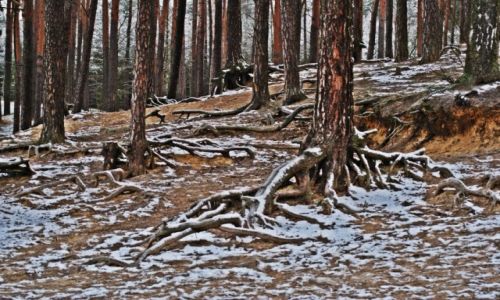 Zdjcie POLSKA / Kuj-pom / Piecki / Nad jeziorem