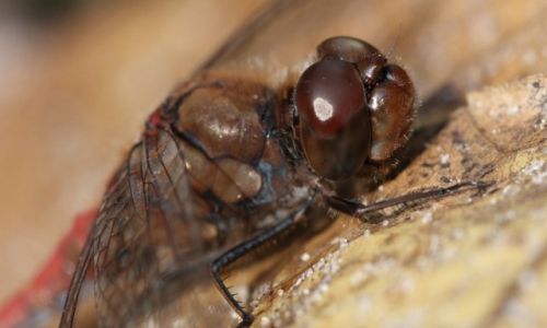 Zdjecie POLSKA / rodkowa Polska / Osielsko / macro