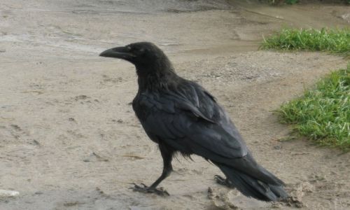 Zdjcie POLSKA / Tatry Zachodnie / Dolina Kocieliska / Corvus corax - Kruk Zwyczajny