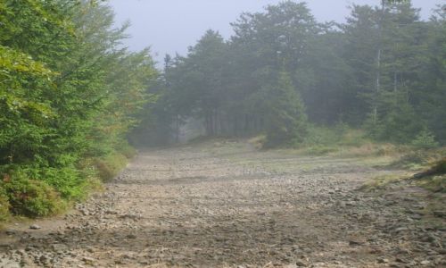 Zdjcie POLSKA / Beskid lski / okolice Szyndzielni / Mglista droga