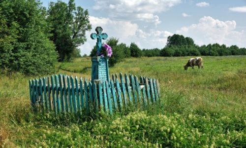 Zdjecie POLSKA / Podlasie / poudniowo-zachodnie krace Puszczy Biaowieskiej / przydrony krzy