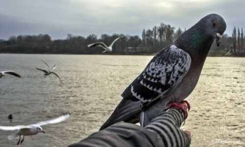 Zdjęcie POLSKA / kujawsko-pomorskie / Toruń / Goląb