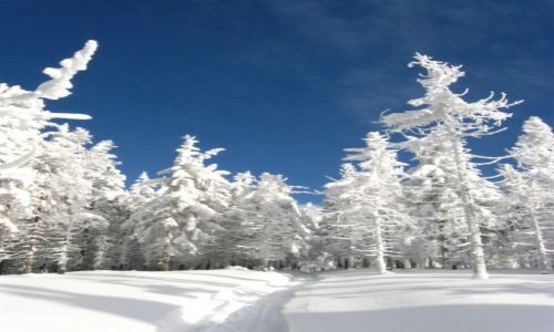 Zdjcie POLSKA / Beskid lski / Rwniaski Wierch / Przygniatajca biel
