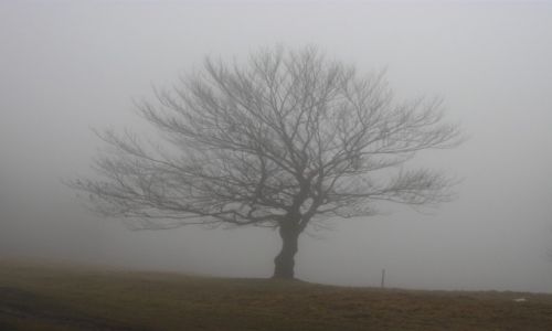 Zdjcie POLSKA / Beskid lski / okolice Batniej / Melancholia