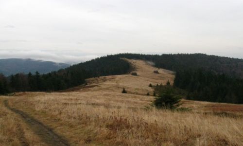 Zdjęcie POLSKA / Gorce / polana Gorc Troszacki / Polana w Gorcach