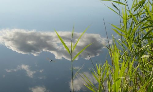 Zdjecie POLSKA / lsk / Repty / Dragonfly in the lake