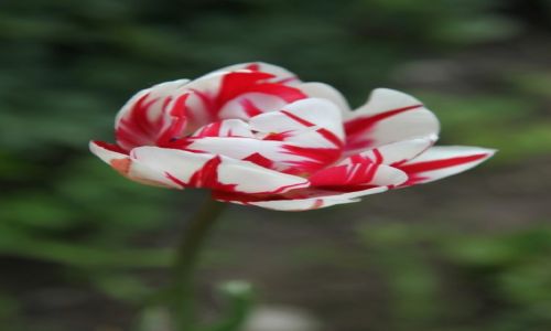 Zdjecie POLSKA / Pomorze / Gdask / Z najlepszymi yczeniami dla naszych Pa