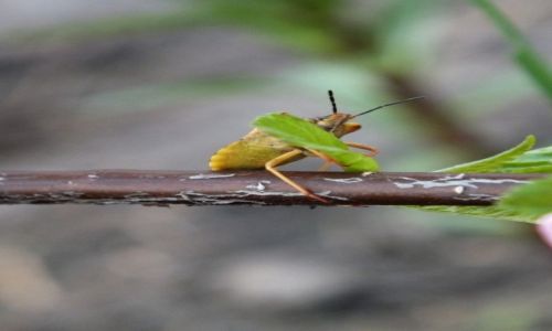 Zdjecie POLSKA / wielkopolska / zarzew / konkurs. odorek