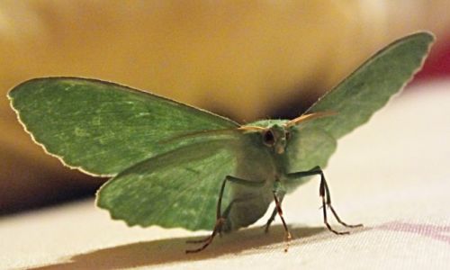 Zdjecie POLSKA / wielkopolska / zarzew / konkurs. nocny motyl