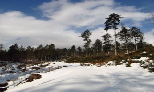 Zdjcie POLSKA / Beskid lski / ok. Gaczorki / Zima atwo si nie poddaje