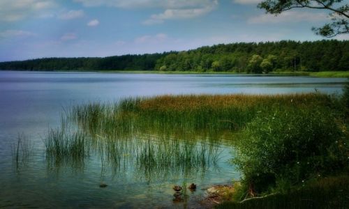Zdjecie POLSKA / podlasie / k. Augustowa / Sajno