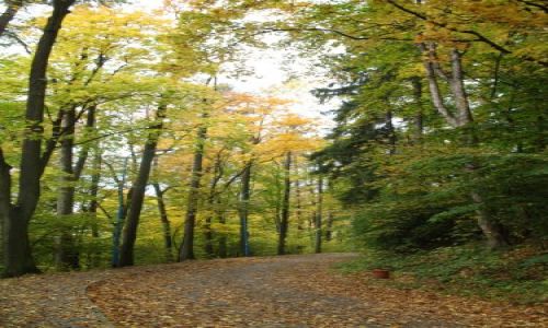 Zdjcie POLSKA / ZIEMIA KODZKA / KUDOWA ZDRJ / JEIENNY RAJ