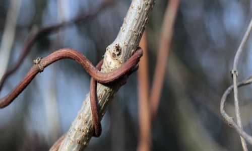 Zdjecie POLSKA / Wielkopolska / Poznań / blisko coraz bliżej 5