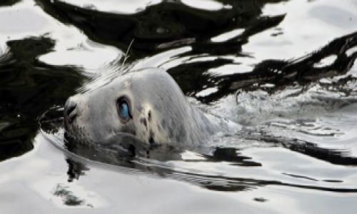 Zdjecie POLSKA / Zatoka Gdańska / Hel / fokarium