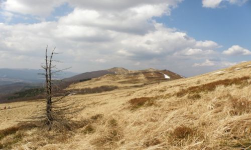Zdjcie POLSKA / BIESZCZADY / POONINA  WETLINSKA / POLONINA WETLINSKA