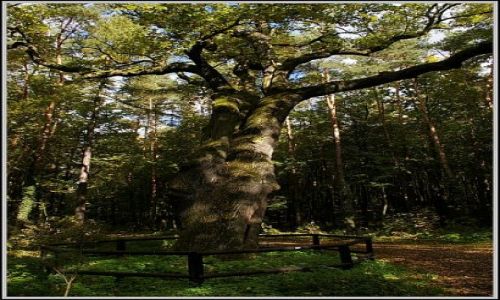 Zdjęcie POLSKA / woj.Opolskie / park Krapkowicki / pomnik przyrody