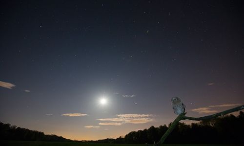 Zdjecie POLSKA / lsk / Czarne doy / Puszczyk i noc