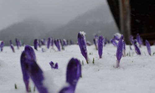 Zdjecie POLSKA / Tatry Zachodnie / Polana Chochoowska / Krokusy_2015