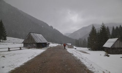 Zdjecie POLSKA / Tatry Zachodnie / Polana Chochoowska / Krokusy_2015