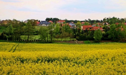 Zdjecie POLSKA / Kuj-pom / Wieniec / Kujawski widok
