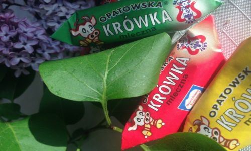 POLSKA / --- / --- / Artyku sponsorowany Krwka Opatowska