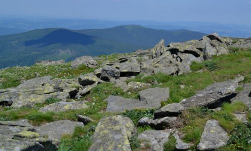 Zdjcie POLSKA / Beskid ywiecki / Babia Gra / Babia w kwiatach V
