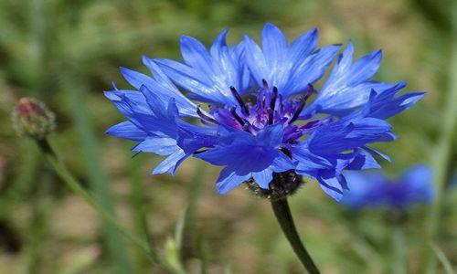 Zdjęcie POLSKA / Wielkopolska / Łąka / Bławatek