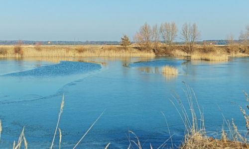 Zdjęcie POLSKA / - / Kosorowice / Staw wiosną